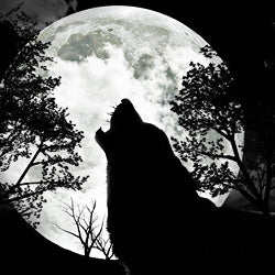 More Wolf Hunts? Stop the Aerial Killing!