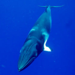 Help Save Whales in the Caribbean