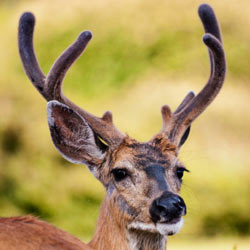 Shell: Take Your Toxic Drilling Elsewhere!