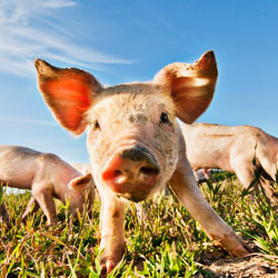 Thank Bon Appetit for Protecting Its Animals!