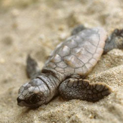 Tell The House: Don't Mess With The ESA