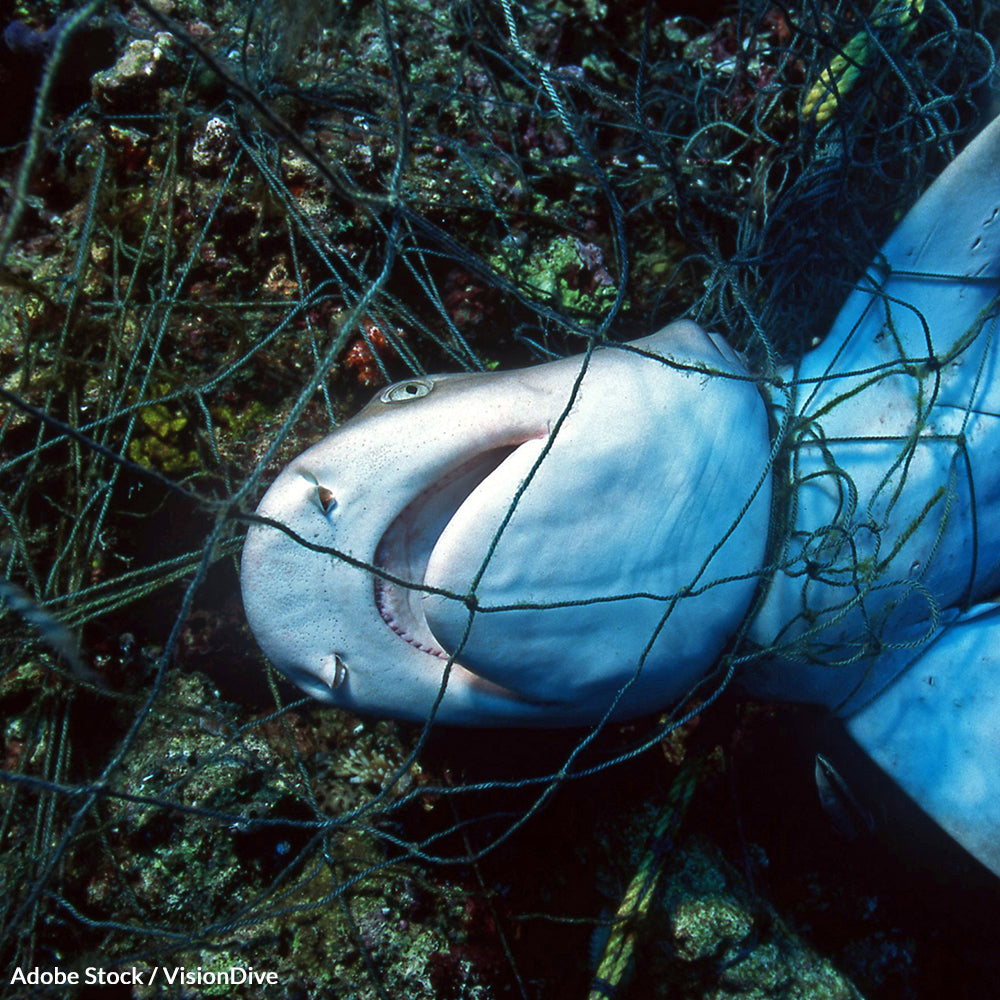 Tell Australia to Leave Shark Nets Behind | GreaterGood