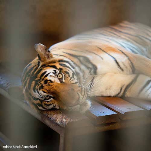 Ringling: Release your Animals Only to Accredited Sanctuaries