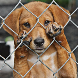 Ban Wire Cages That Hurt Puppy Paws!