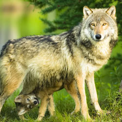 No Punishment for Wolf Poaching? | GreaterGood