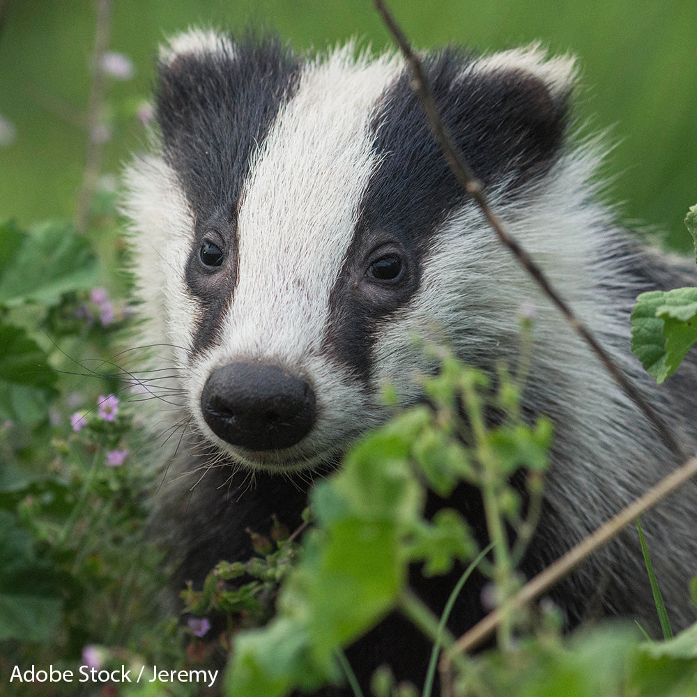 Save 60,000 Badgers from Slaughter