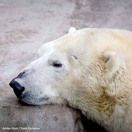 Polar Bears Aren't Meant to Live in Shopping Malls!
