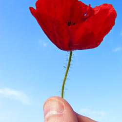 Grant PTSD Benefits to Veterans in Need