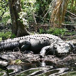 Florida: Alligator Wrestling Is Not A Sport