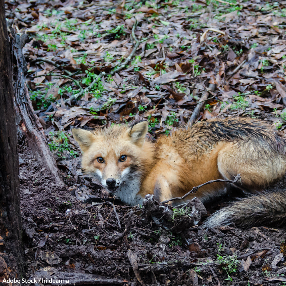 End This Horrific Trapping Practice!