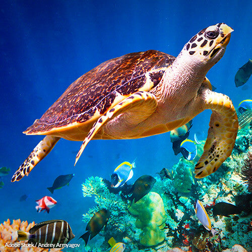 Seb Turtle Hawksbill Sea Turtles Don't Have to Be Bycatch! | GreaterGood