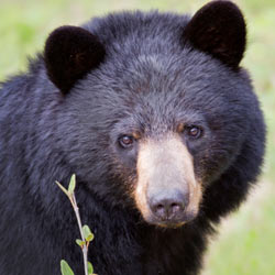 Save the Patagonia Mountains!