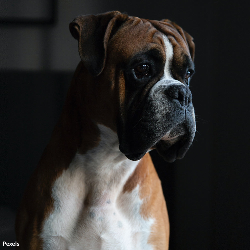 Stop Breed Profiling for Homeowners Insurance! | GreaterGood