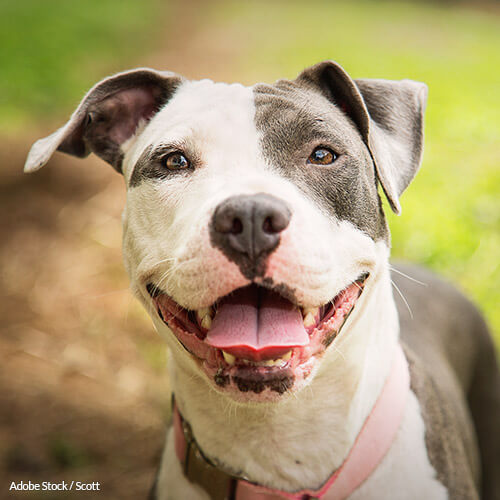 Stop Police Officers from Killing Dogs!