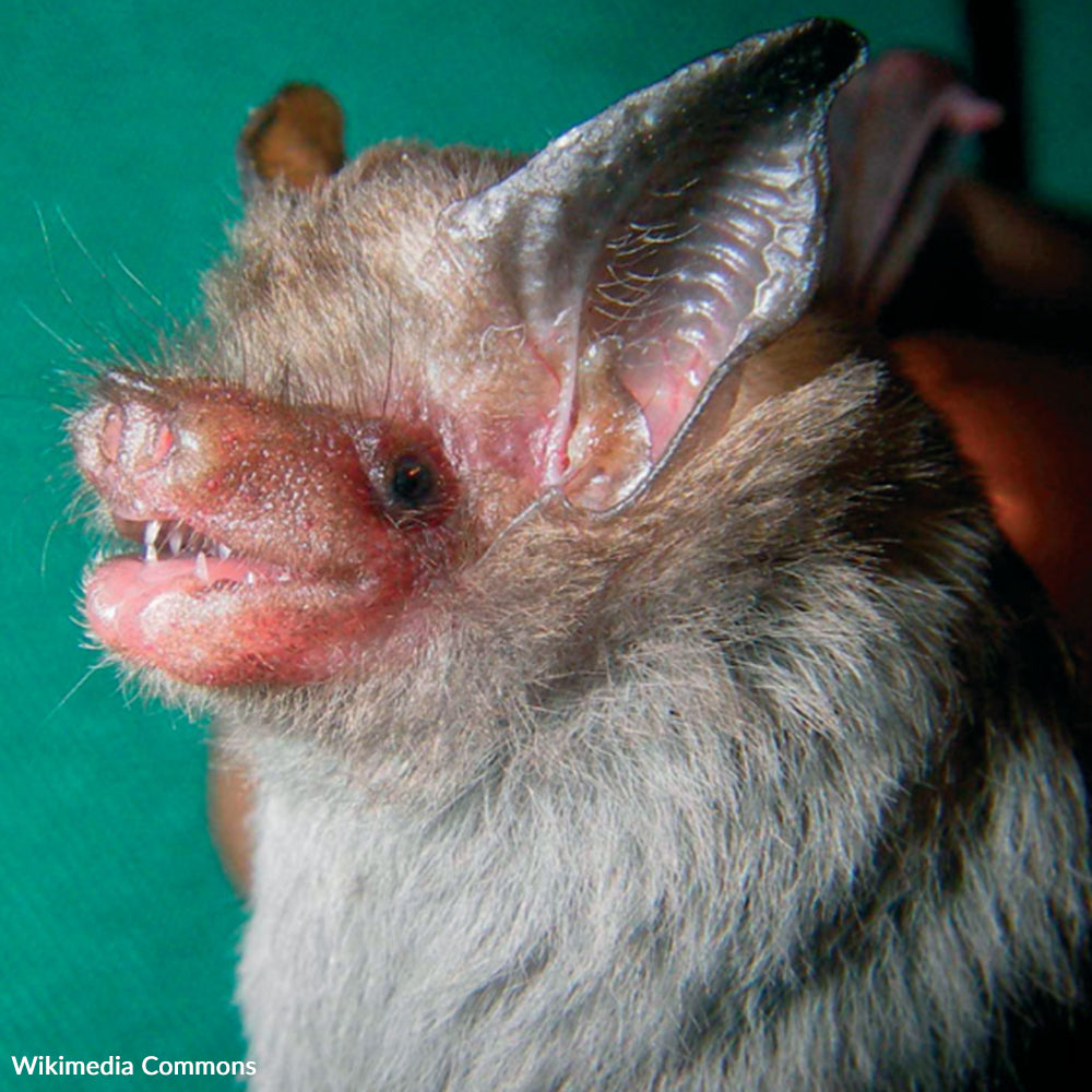 Bat Danger Are Bumblebee Bats Dangerous
