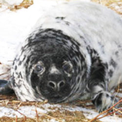 Save the Sable Island Seals!