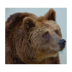Tell South Carolina to Stop Torturing Innocent Bears!