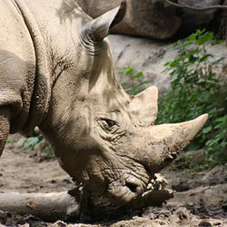 South Africa: Leave the Rhinos Alone!