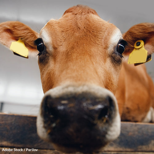 Keep Taxpayer Money Out of Inhumane Research