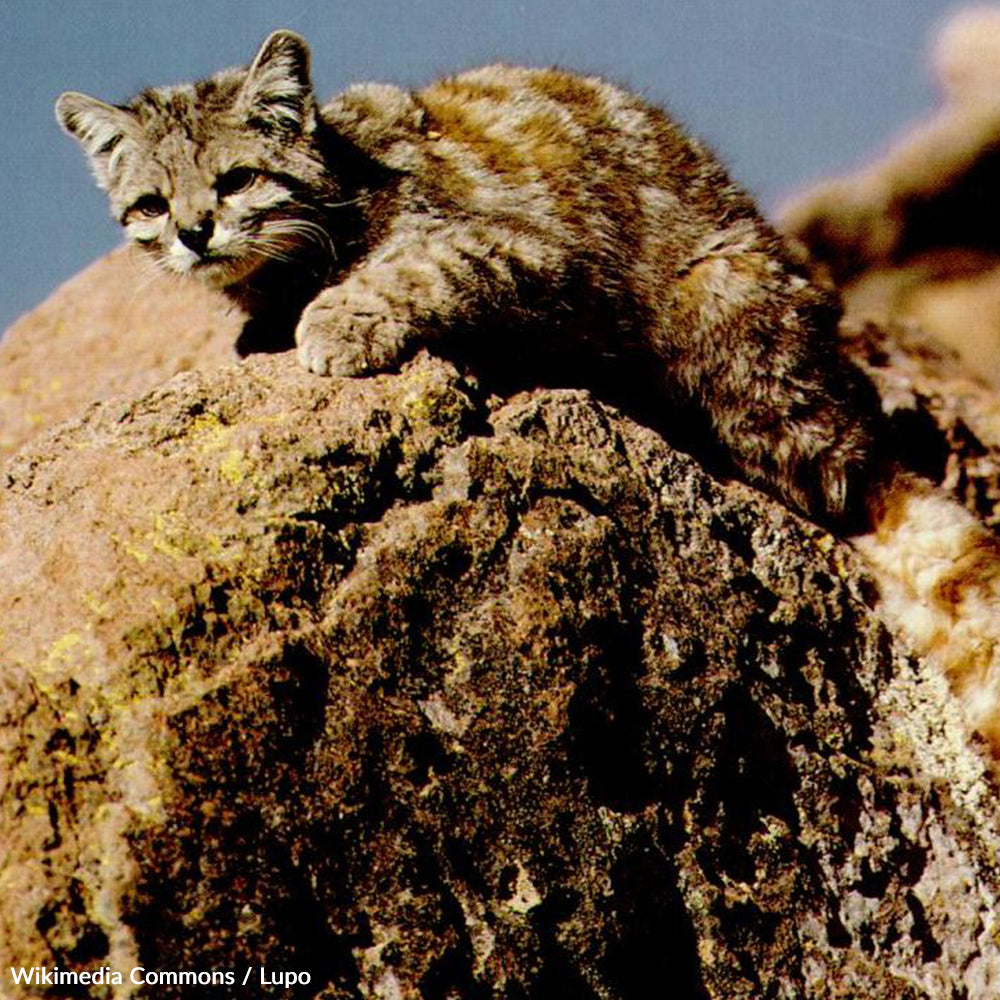 Protect the Andean Cat from Mining and Fracking | GreaterGood