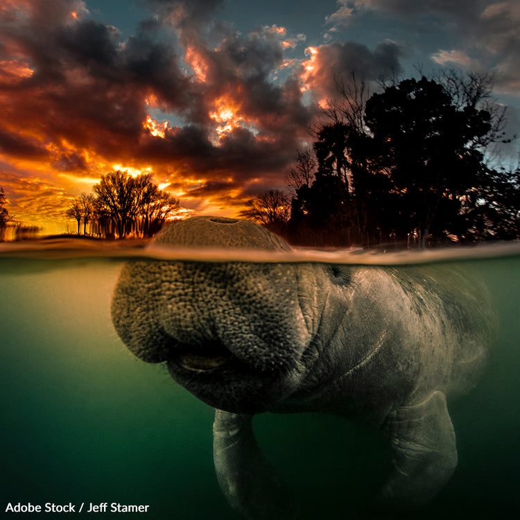 Help Save Manatees from Extinction | GreaterGood