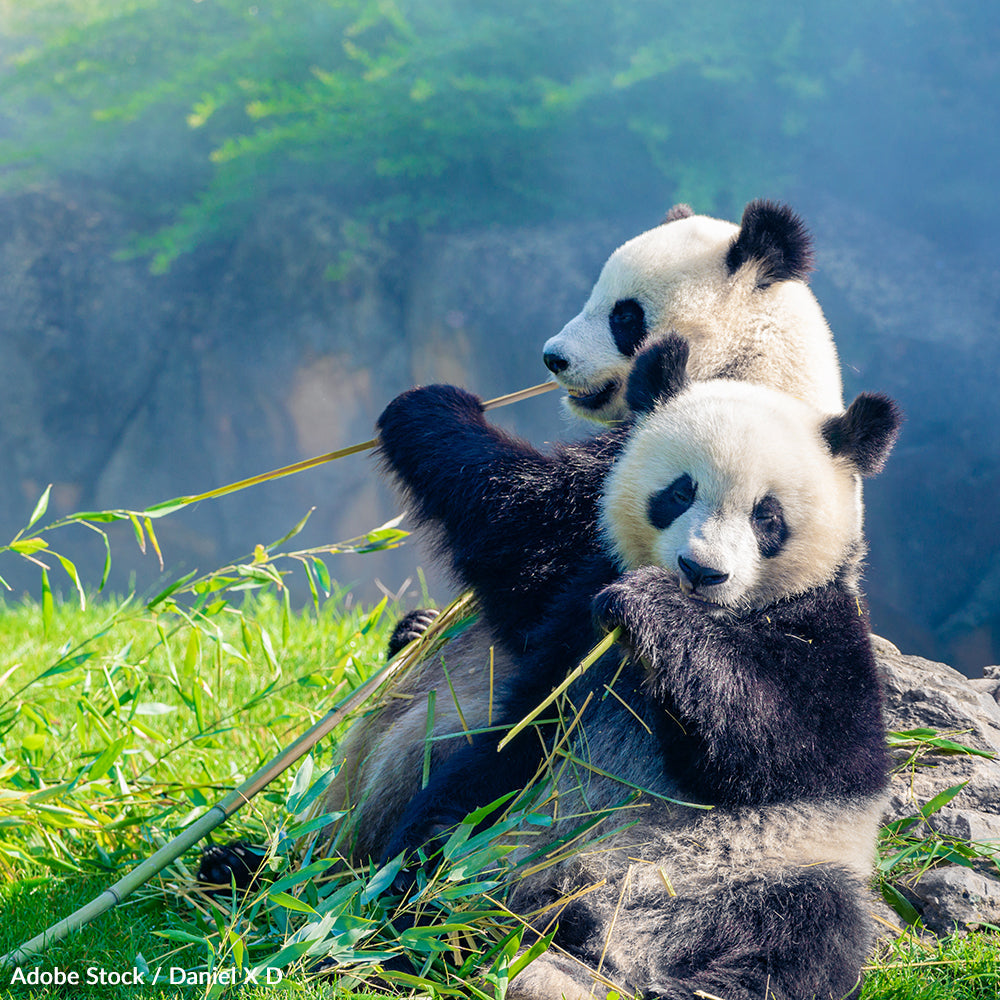 Take Action to Save Pandas from Extinction | GreaterGood