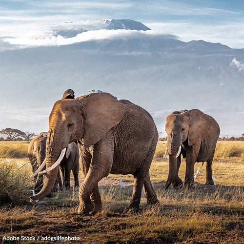 Save African Elephants and End Trophy Imports