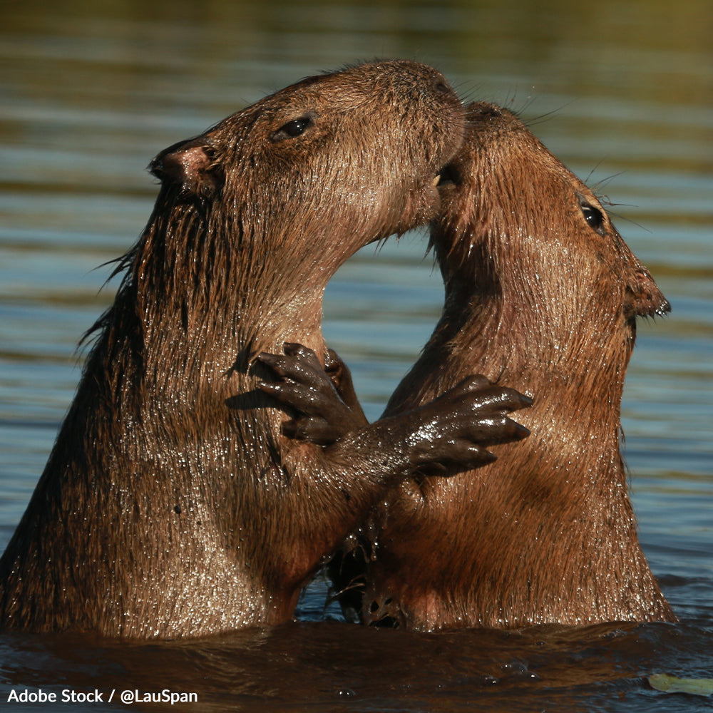 Do Capybaras Live in the Amazon? Surprising Facts Revealed