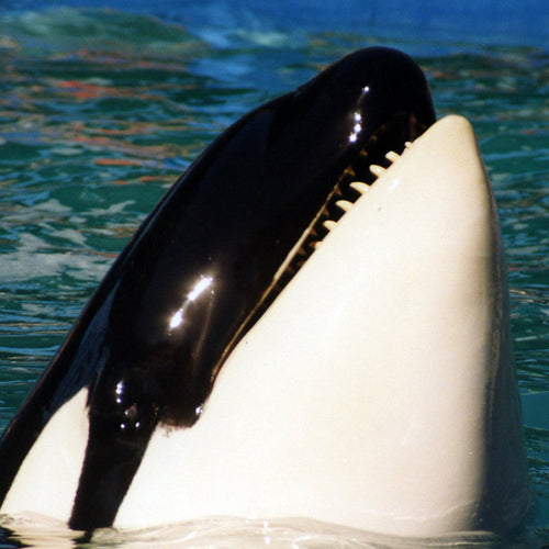 Don't Let This Chinese SeaWorld Copycat Keep Orcas Captive