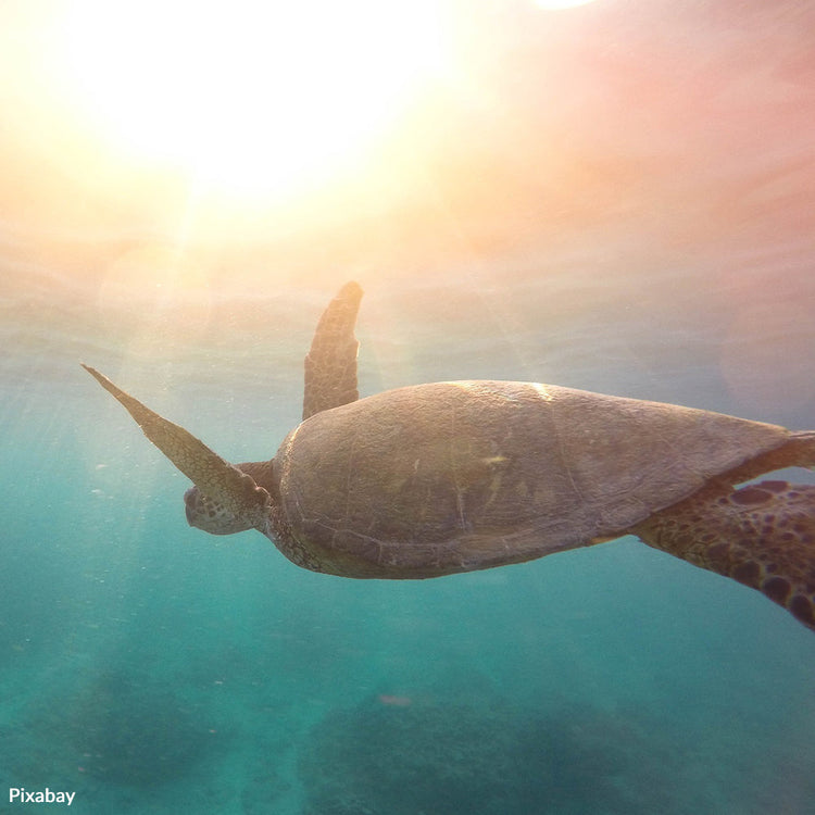 Protect Our Disappearing Turtles | GreaterGood