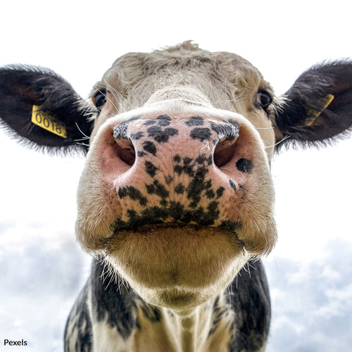 Help Protect Animal Welfare