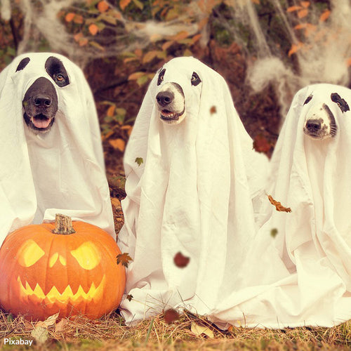 Protect Pets From Deadly Fall Hazards