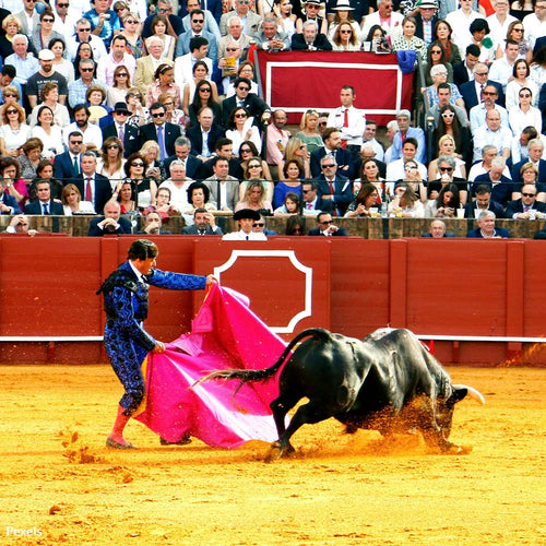 No More Bull Bloodshed — Help Us Ban Bullfighting in Venezuela