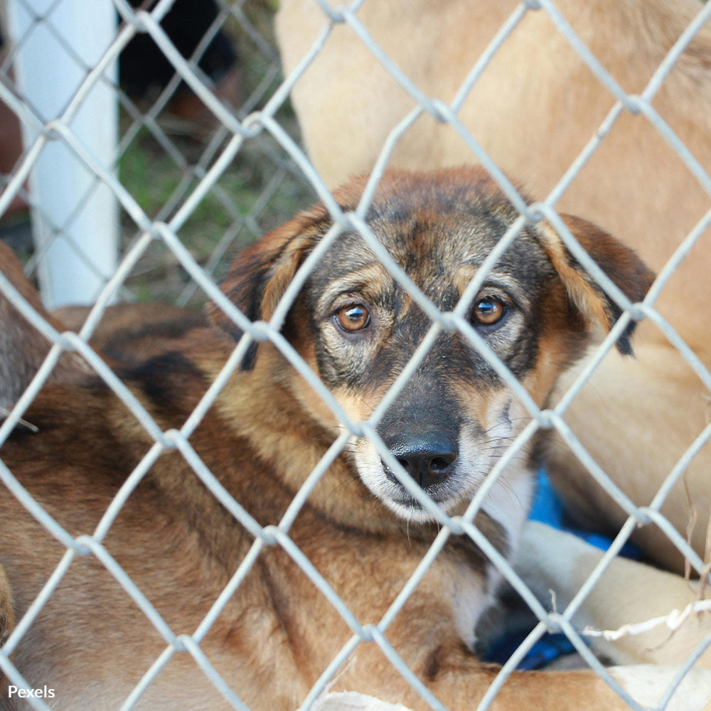 Stand Up for South Dakota's Voiceless Animals