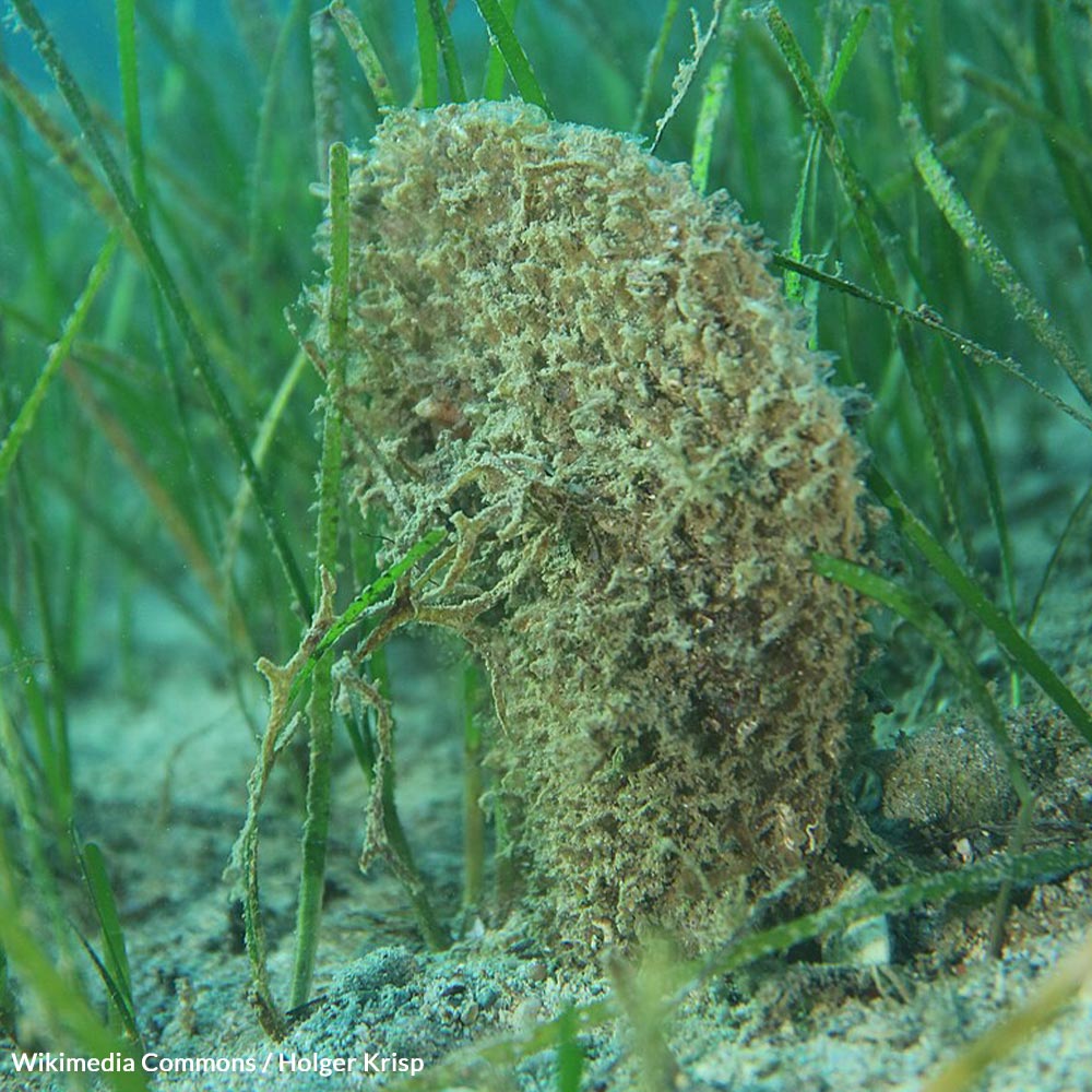 Protect the Last Noble Pen Shells in the Mediterranean | GreaterGood