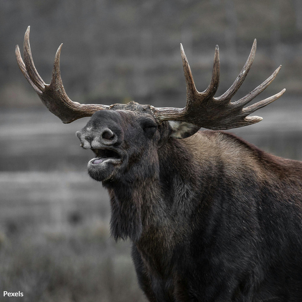 Stop Ruthless Poachers From Destroying America's Wildlife Heritage