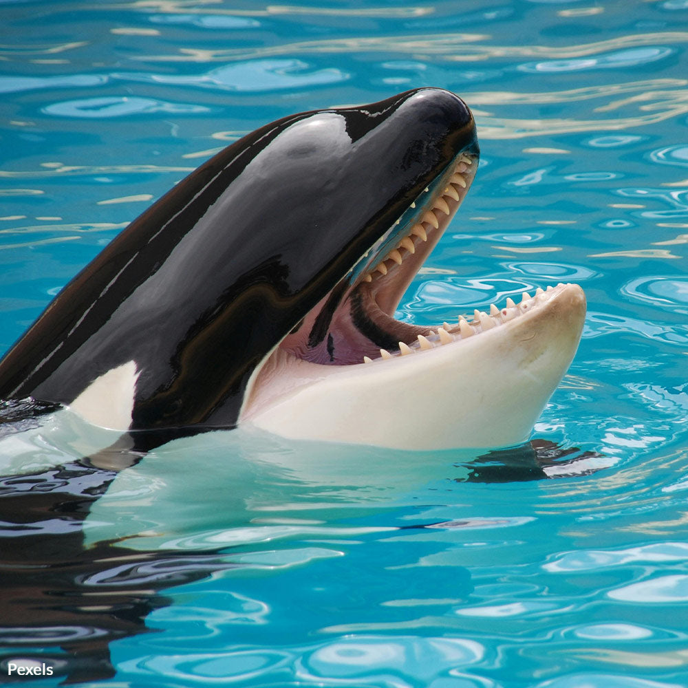 End Thirty Years Of Cruel Captivity For Latin America’s Last Orca