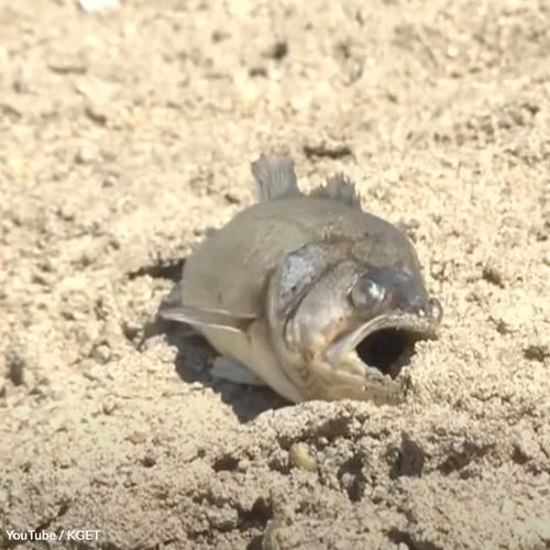 Stop Bakersfield From Leaving Kern River Wildlife Gasping For Air