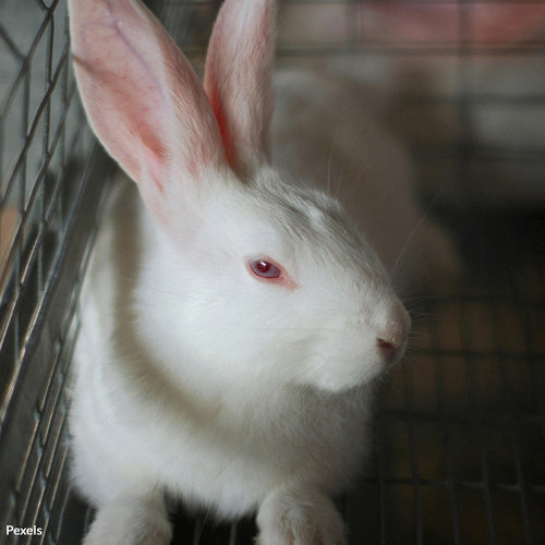 Petco: Keep Your Promise To End Rabbit Sales