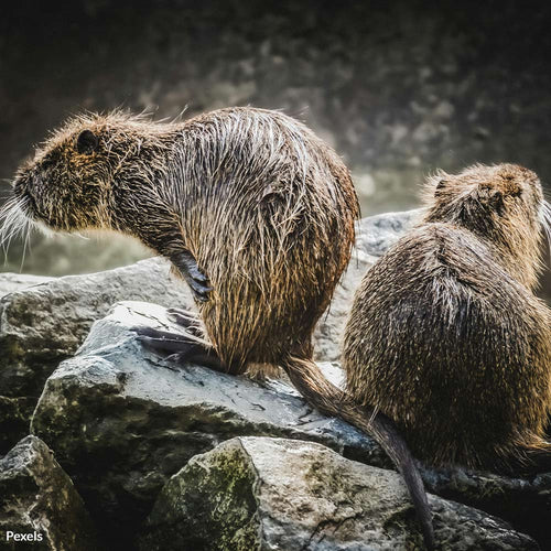 Stop The Beaver Slaughter in Poland