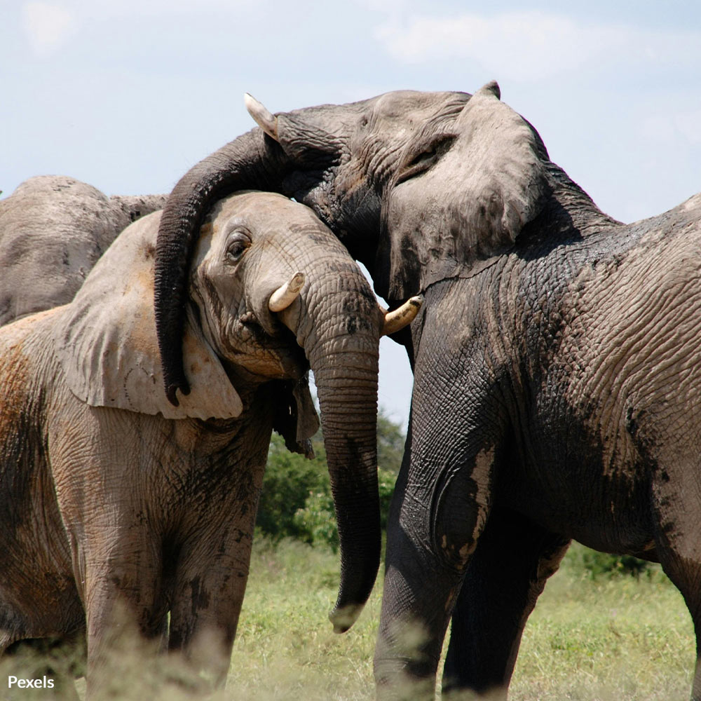 Stop Zimbabwe’s Elephant Slaughter — End This Brutal Plan Now