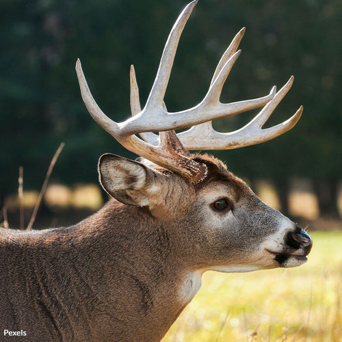 Tell Louisiana To End Bloodthirsty Hunting Contests