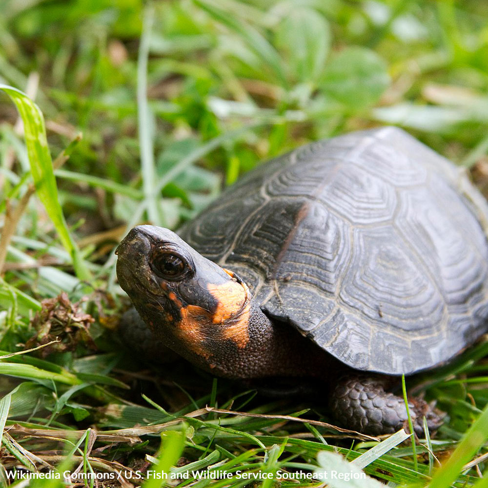 Stop Habitat Destruction And Protect Our Precious Bog Turtles