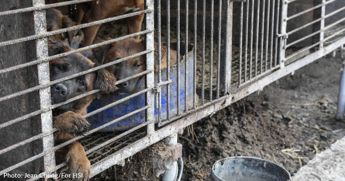 200 Dogs Rescued From Dog Meat Farm In South Korea