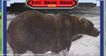 2026 Fat Bear Week Champion is Crowned After Public Votes for Favorite