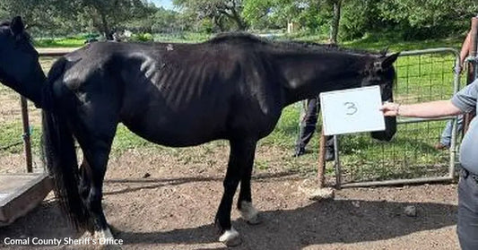 Thin black horse standing in profile outdoors, with ribs and hip bones visibly pronounced, while a person holds a sign nearby.