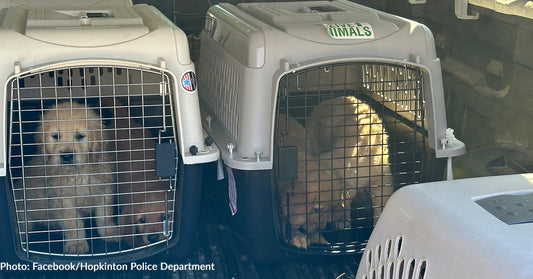 27 Golden Retriever Dogs & Puppies Rescued from Deplorable Conditions at Rhode Island Home