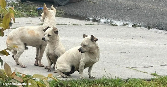 Three small dogs standing together on a sidewalk near a street, looking in different directions.