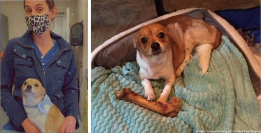 After Being Hit By A Car And Left For Dead, 3-Legged Dog Is Adopted By Vet Who Saved His Life