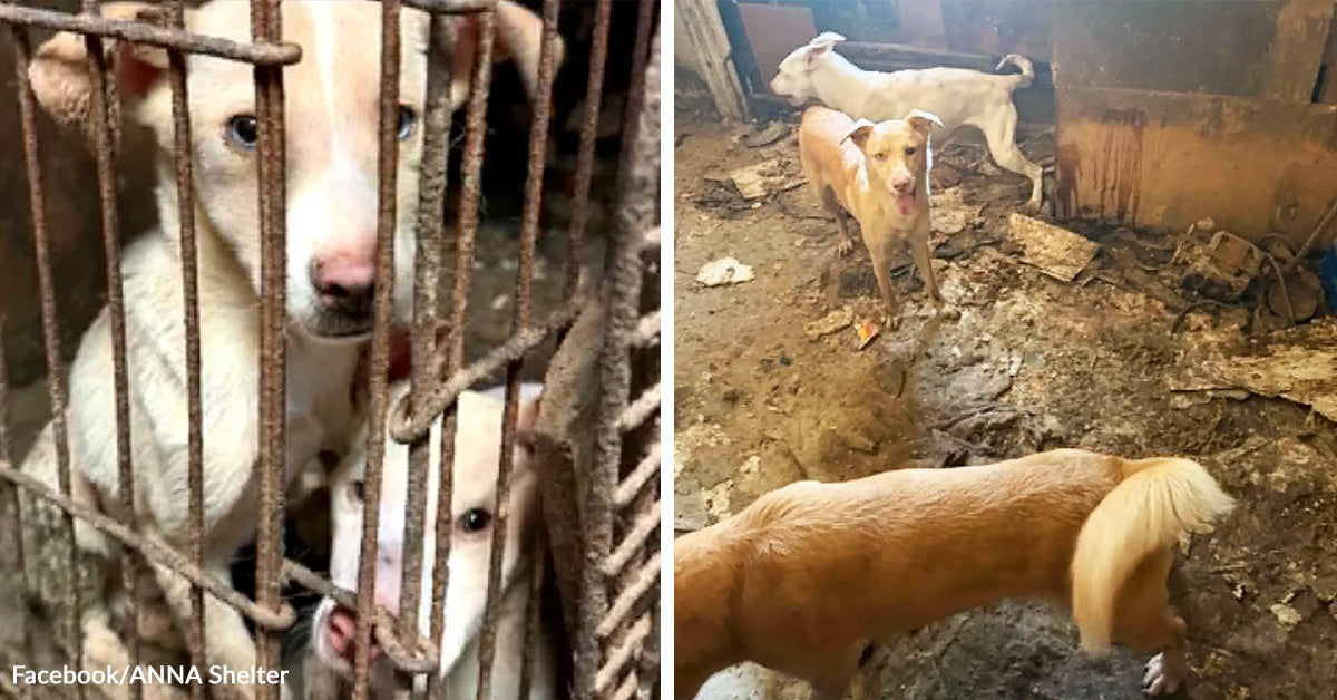Authorities Rescue More Than Sixty Animals From Extreme Neglect ...